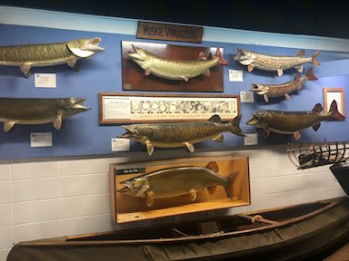 Muskie