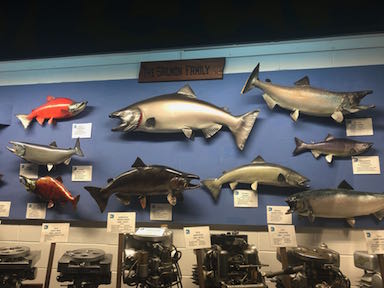 Salmon
