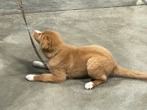 v